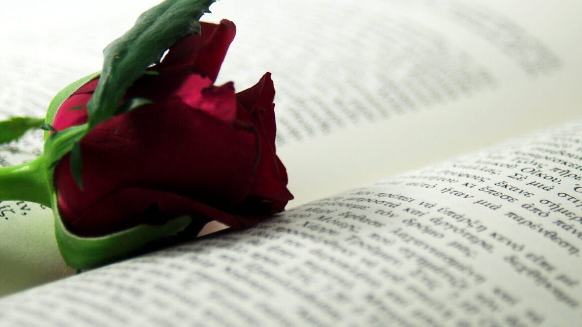 red rose and book