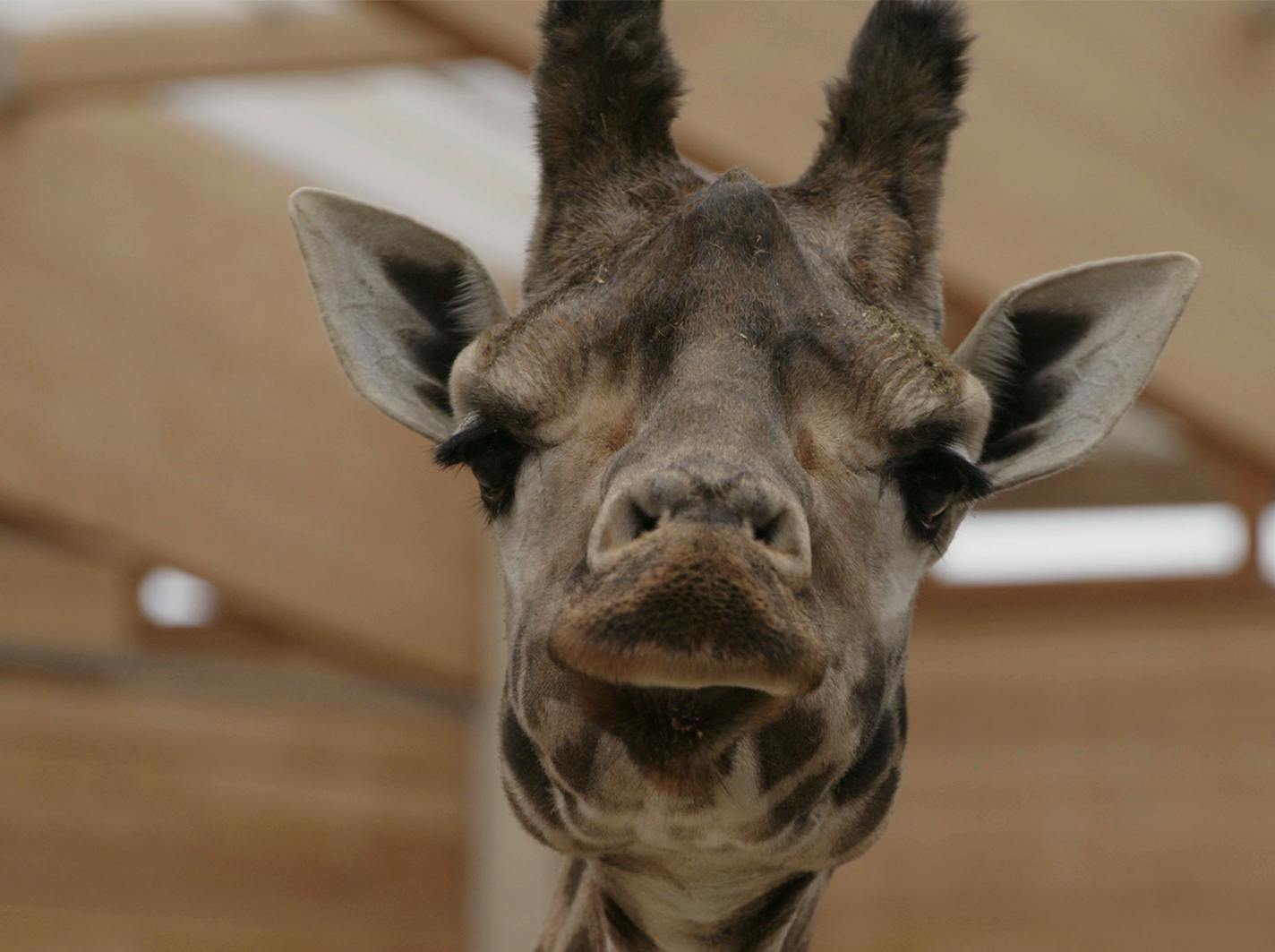 Livet og andre problemer