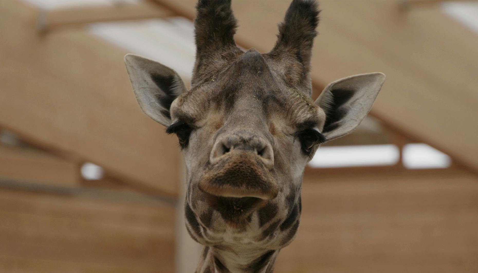 Livet og andre problemer