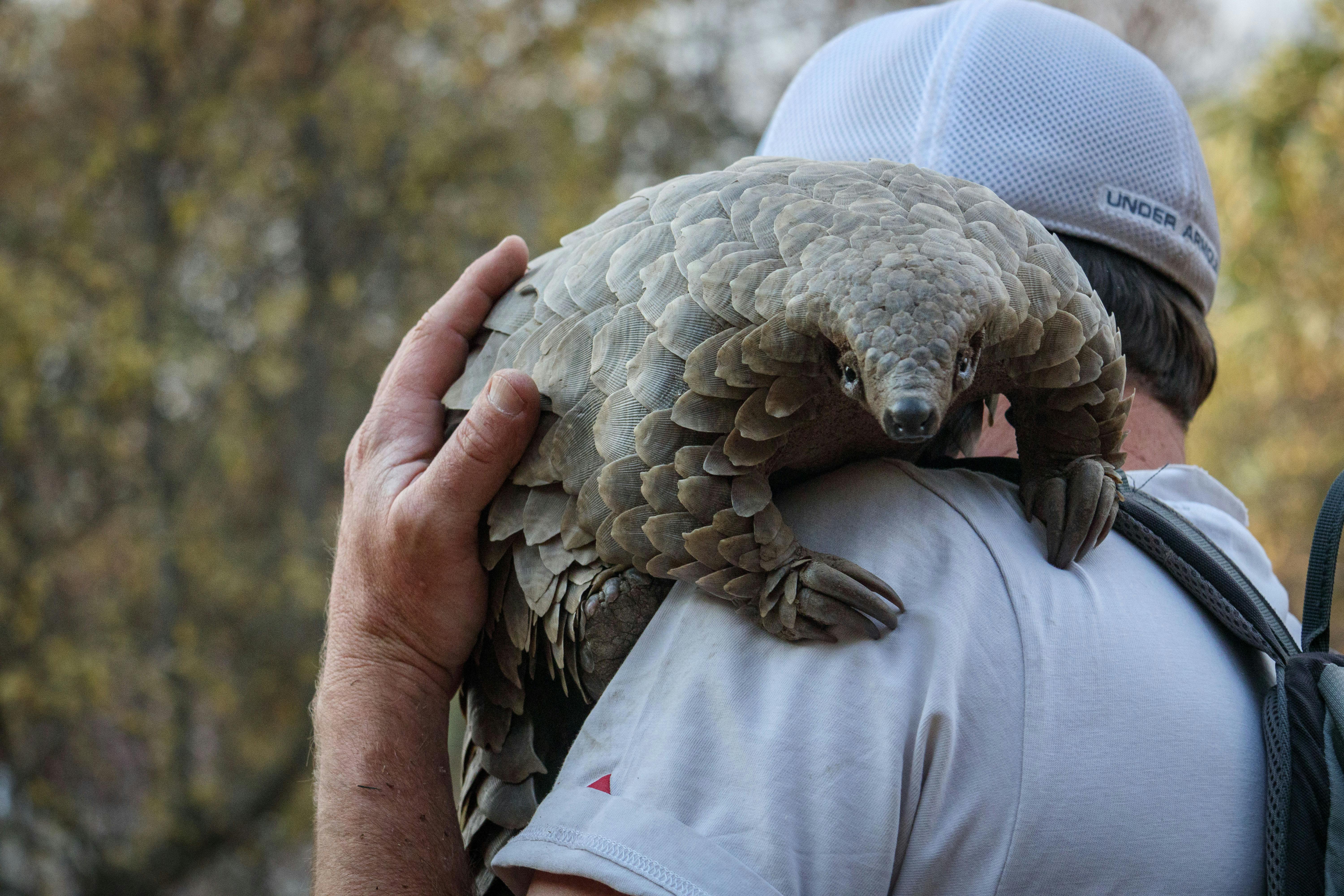 Anmeldelse af Pangolin: Kulus rejse