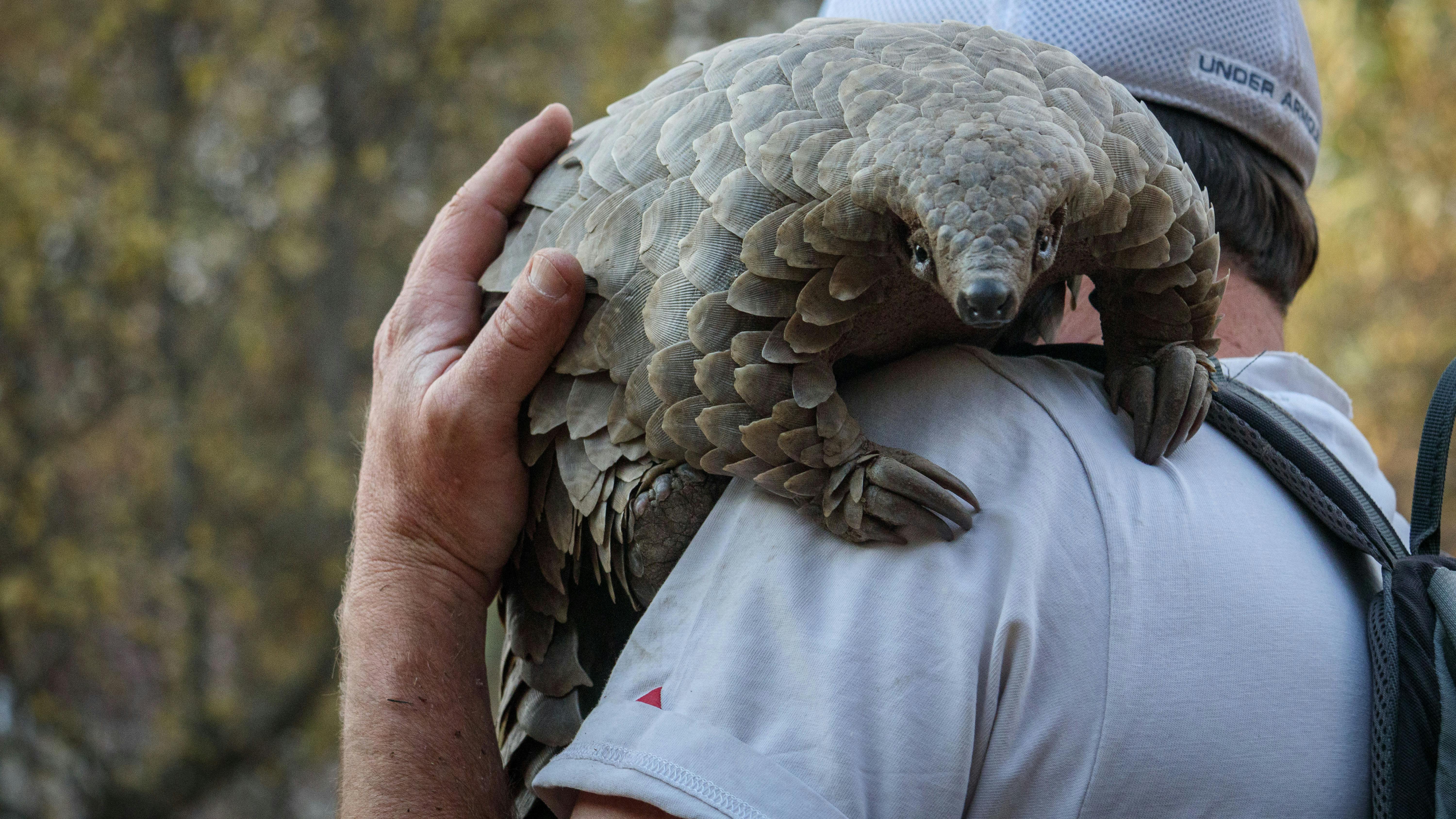 Anmeldelse af Pangolin: Kulus rejse på Netflix