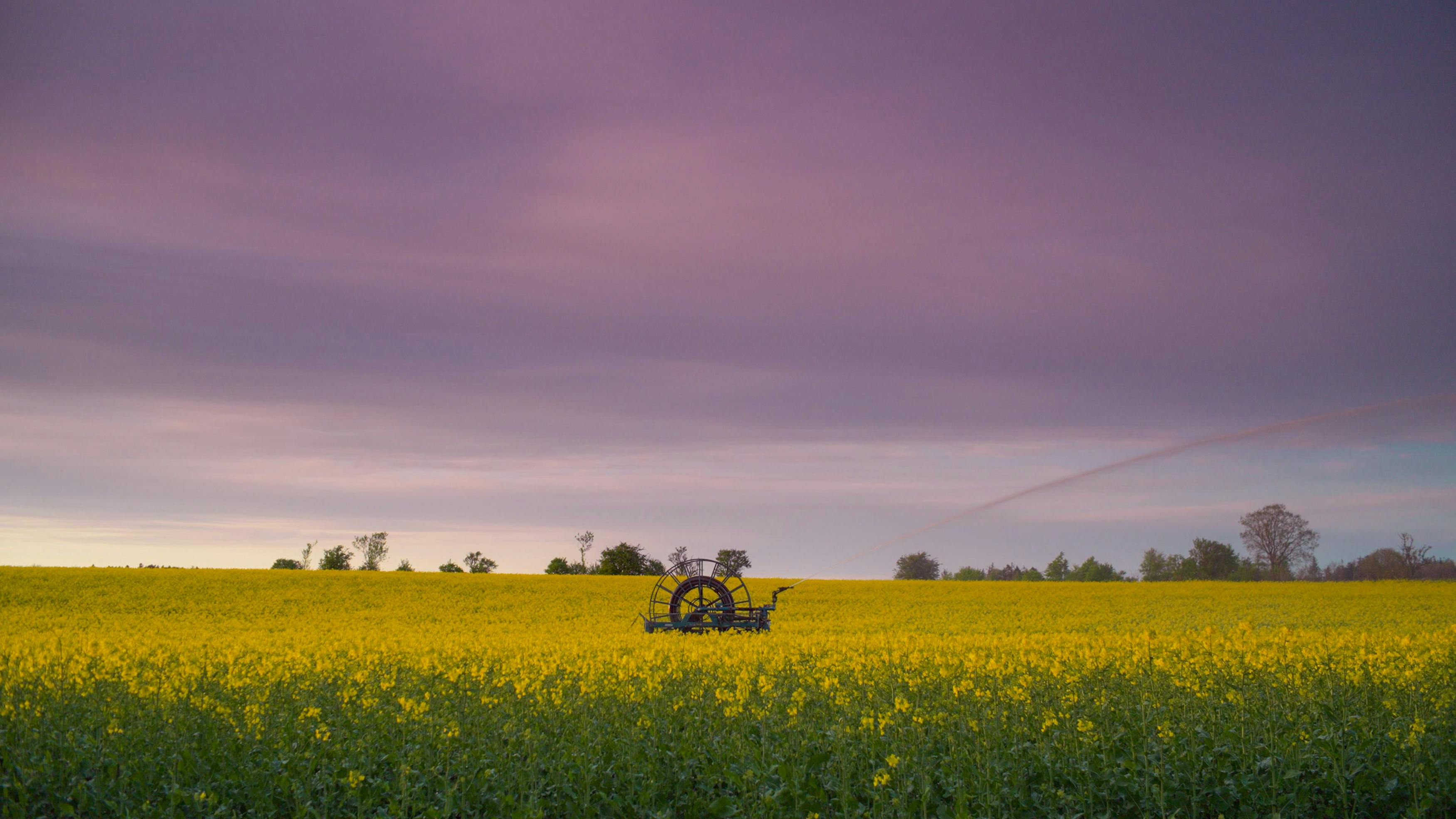 Watercanon in yellow rapesseedfirld